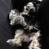 Michael Araiz's photo