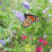 Marla Benge's photo