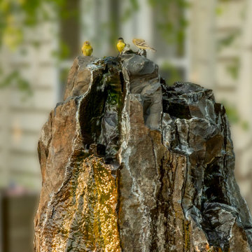 Custom Basalt Water Feature in the Botanical Garden Delight