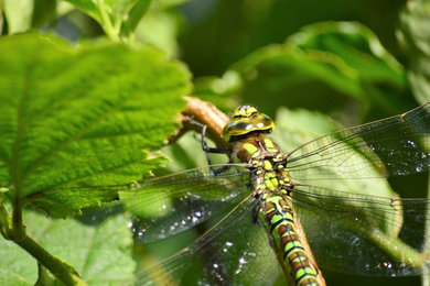 Dragonfly - Southern Hawker