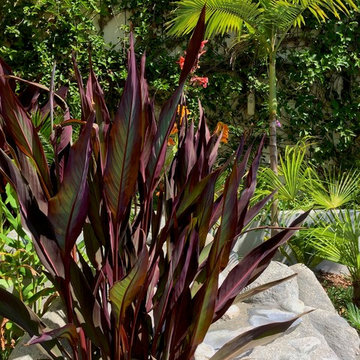 Drought tolerant Canna Lily adds contrast to King Palm's green.