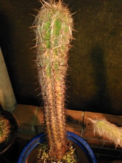 Anyone Else Got An Old Man Cactus