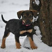 Laura Marino-Dinardo's photo