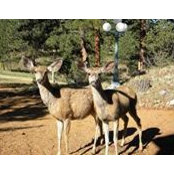 Dorothy Carns's photo
