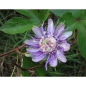 Cherie-josh Sheek's photo