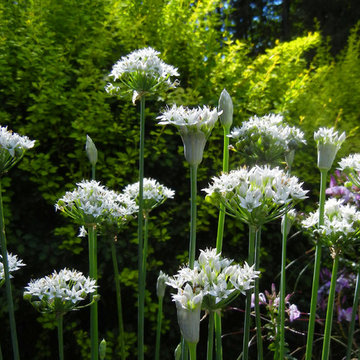 Deck and Garden flowers