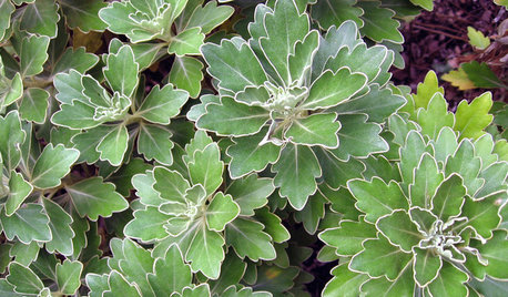 6 Stunning Silver-Leaf Plants