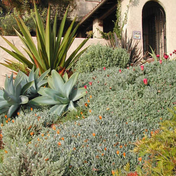 SUCCULENTS LINNINGTON GARDEN