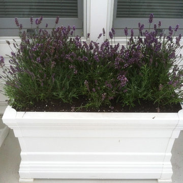 Container Gardens