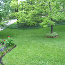 Side yard
