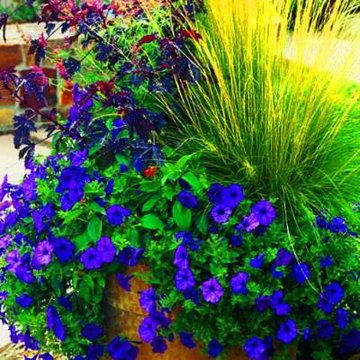 Flower Containers and Hanging Baskets