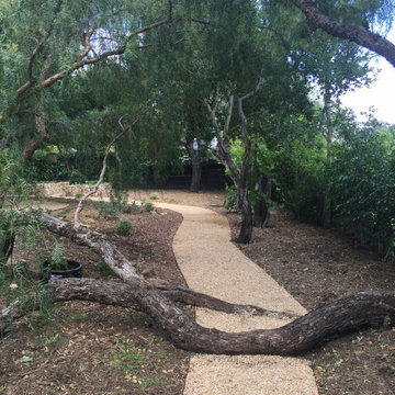 Rear Path Graced By Pepper Tree Branches