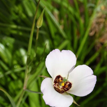 2018 Native Plant Garden Tour