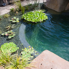 Swim Pond