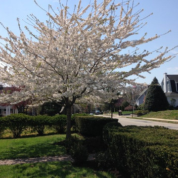 Kwanzan Cherry