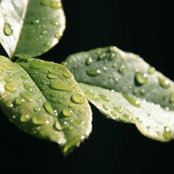eddy_ewwws foto