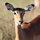 roo_bine