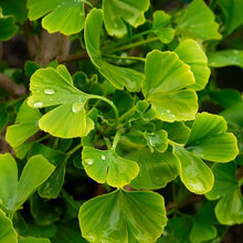 Ginkgo profile