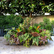 Plants