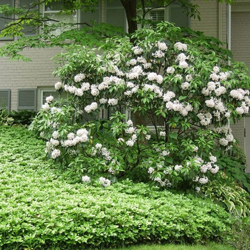 mountain laurel