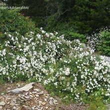 PlantFiles Pictures: Modern Shrub Rose, Groundcover Rose 'Alba Meidiland' (Rosa)