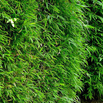 Some of our extensive range of healthy quality plants...