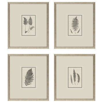 Petite Ferns Artwork, 4-Piece Set