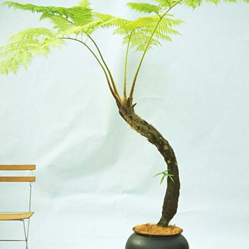 Plants.L