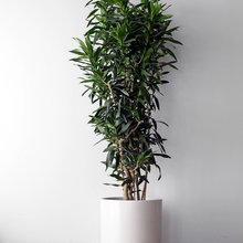 plants