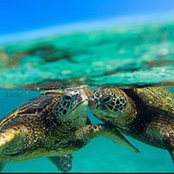 Heather Pearsall's photo