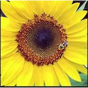 Stacey Page Wescott's photo