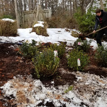 Mulch Installation