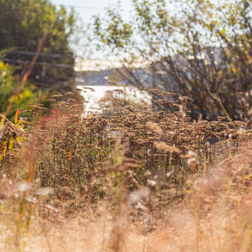 Rockport Hilltop Meadow