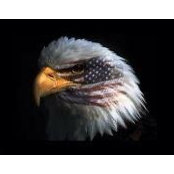 Diane Marshall's photo