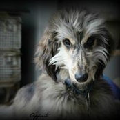 Shawn Hollinger's photo
