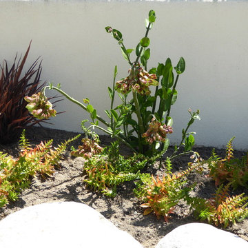 Redondo Beach succulent garden