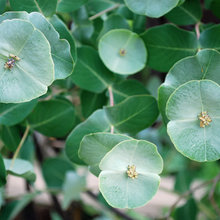 Plants I Like