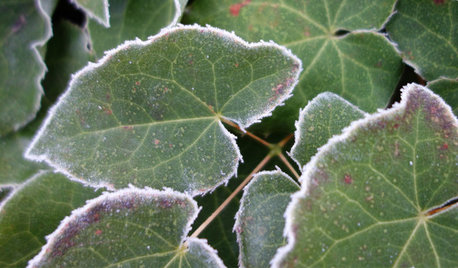 Comment protéger du froid les plantes que l’on ne peut pas rentrer ?