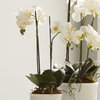 Hand-Crafted Orchid Drop-In Plant with Root Ball, 23"