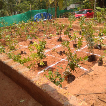 Miyawaki Forest Experts in Kerala | India | Nellickal Nursery | Anish Nellickal