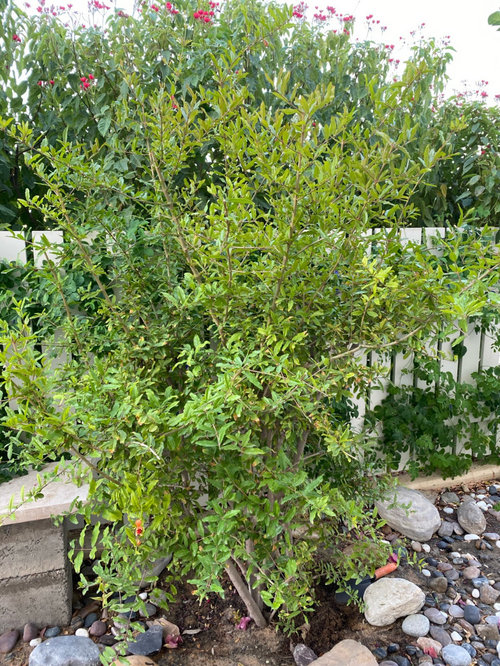 Pomegranate flowers falling off