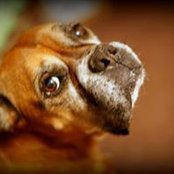 Joe DeAngelo's photo