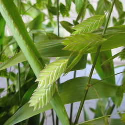 Flora Verdura - Products