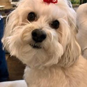 Photo de Vet Bailey