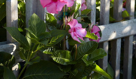 Give Your Summer Garden Tropical Flair With Mandevilla