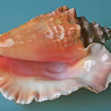 Conch Shell inspired