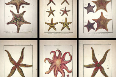 18th Century Sea of Starfish