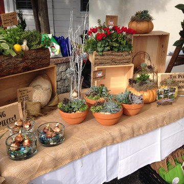 Fairy Gardens, Terrariums & Succulents