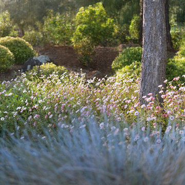 Mediterranean Garden - Californie