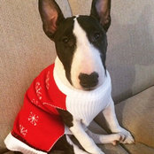 indybullterrier's photo